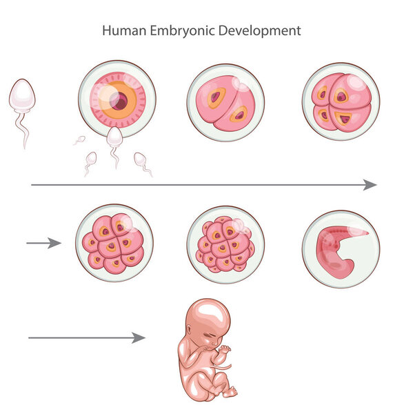 Human embryonic development. Embryo development stages. Fertilization, childbirth. Zygote, Morula, Blastocyst, Embryo. Medical Education Illustration