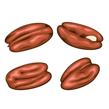 Nuts izole vektör illüstrasyonu. Ceviz seti beyaz arka planda izole edilmiş. Fıstık Çizgi Film Tarzı. Organik gıda konsepti. El Çizimi vektör illüstrasyonu