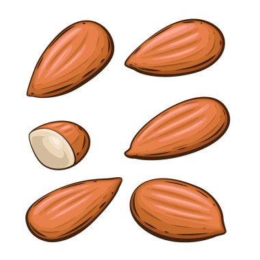 Nuts izole vektör illüstrasyonu. Badem beyaz arkaplanda izole edilmiş. Fıstık Çizgi Film Tarzı. Organik gıda konsepti. El Çizimi vektör illüstrasyonu