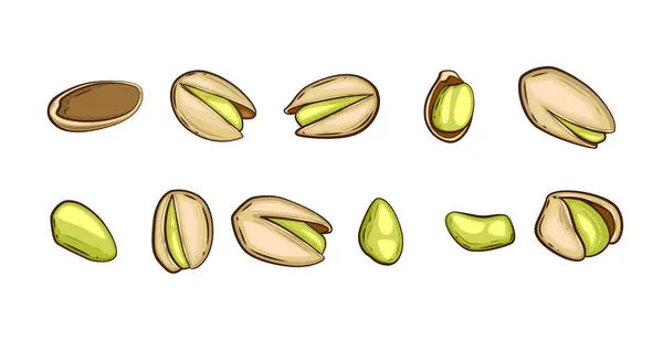 Nuts izole vektör illüstrasyonu. Pistachio seti beyaz arka planda izole edilmiş. Fıstık Çizgi Film Tarzı. Organik gıda konsepti. El Çizimi vektör illüstrasyonu