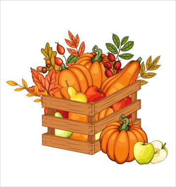 Sonbahar hasatı. Sonbahar Hasat ve Yaprakları ile Tahta Kutu. Autumn Harvest konsepti. Bal kabağı, elma, beyaz arka planda bir sepetteki mısır. Taze meyve çiftliği. Tarım. Şükran Günü Tasarımı