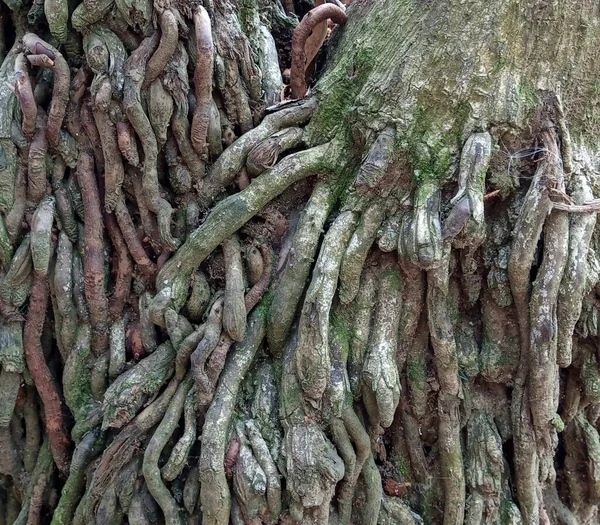 Rotnät Ett Subtropiskt Träd — Stockfoto