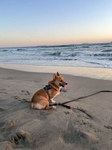 Corgi Watching California Sunset — Stock Photo, Image