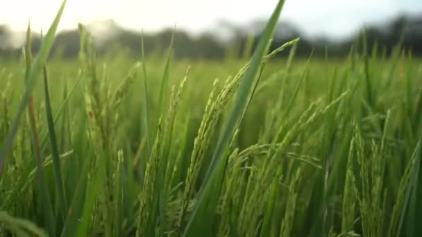 Campo Arroz Ecológico Verde Sawah Puesta Sol Plantación Arroz Indonesia — Vídeos de Stock