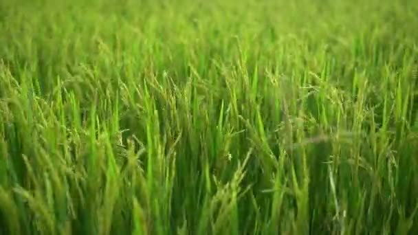 Campo Arroz Ecológico Verde Sawah Puesta Sol Plantación Arroz Indonesia — Vídeos de Stock