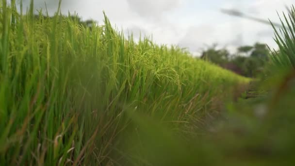 Πράσινο Βιολογικό Χωράφι Ρυζιού Σάουα Και Ηλιοβασίλεμα Φυτείες Ρυζιού Στην — Αρχείο Βίντεο