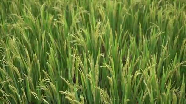 インドネシアの田植え場では 緑の有機米畑やソーヤや夕日 — ストック動画