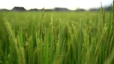 Endonezya 'daki pirinç tarlasında çeltik tarlası ya da sawah ve gün batımı. Tarım endüstrisi.