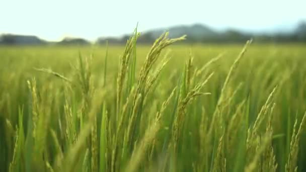 Paddy Campo Sawah Pôr Sol Plantação Arroz Indonésia Indústria Agrícola — Vídeo de Stock