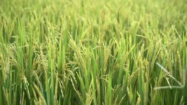 Paddy Campo Sawah Pôr Sol Plantação Arroz Indonésia Indústria Agrícola — Vídeo de Stock