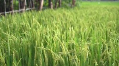 Endonezya 'daki pirinç tarlasında çeltik tarlası ya da sawah ve gün batımı. Tarım endüstrisi.