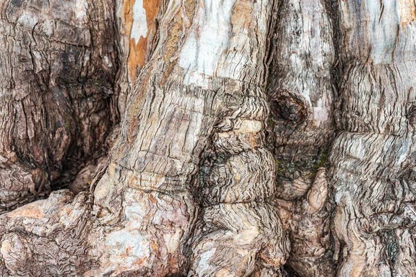 Close Tree Trunk Old Tree Trunk Rough Texture Anau New — Stock Photo, Image