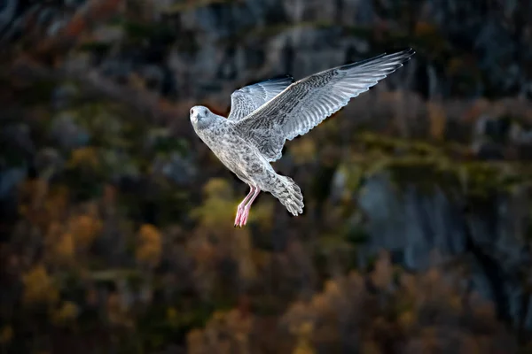Ekim 2019 Norveç Trol Fjorden Odaklı Uçan Martı Kuş Kameraya — Stok fotoğraf