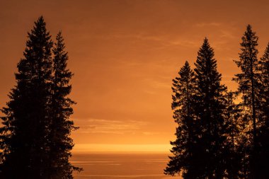 Arka planda fidan ağaçları ve turuncu arka plan. Deniz kenarında gün batımı. Fotoğraf, İsveç, Umea yakınlarındaki Bothnian Körfezi 'nde bulunan Holmon' da sıcak bir yaz akşamı çekildi..