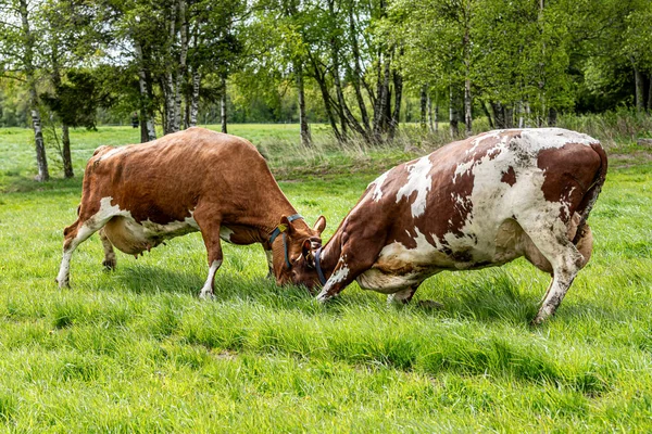 Lehmät Leikkivät Pellolla Lehmät Vihreällä Ruoholla Ensimmäistä Kertaa Talven Jälkeen — kuvapankkivalokuva