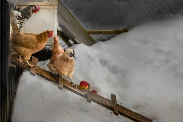 Chicken in snow. Curious chickens on a wooden walkway try to reach an apple in winter. Snow on the ground.