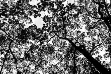 Los Angeles Ekim 2022 'de yapraklı ve gökyüzü arkaplan olarak gökyüzü dalları