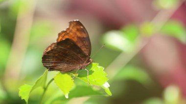 Junonia hedonia, kahverengi nonoş, çikolatalı nonoş, kahverengi asker veya çikolata argus kelebeği.