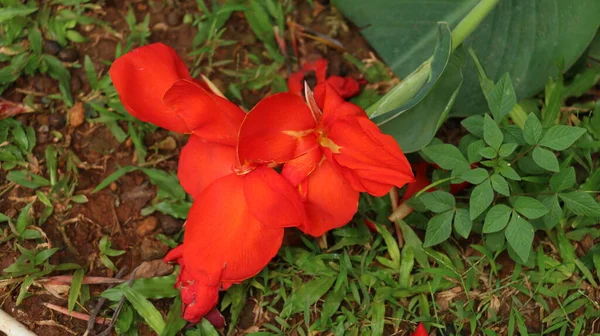 Flor Tropical Vermelha Vibrante Red Dazzler Canna Lily Também Conhecido — Fotografia de Stock