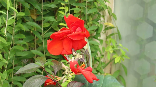 Flor Tropical Vermelha Vibrante Red Dazzler Canna Lily Também Conhecido — Fotografia de Stock