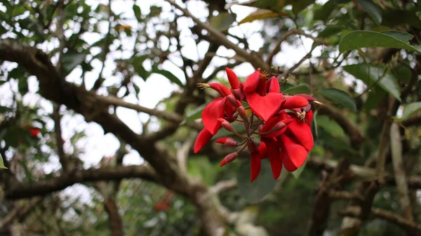 Çarpıcı Kırmızı Renkli Tırmanma Bitkisi Erythrina Variegata Erythrina Orientalis Dap — Stok fotoğraf