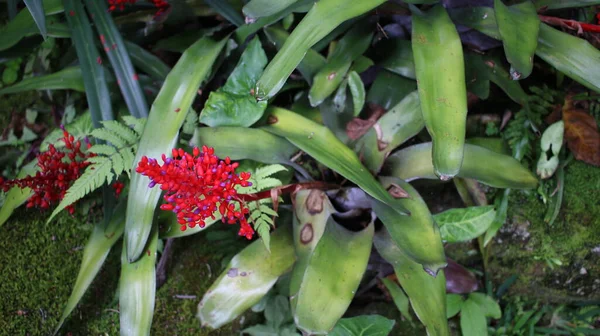 Flor Tropical Aechmea Weilbachii Bromélia Uma Bromélia Atraente Que Tem — Fotografia de Stock