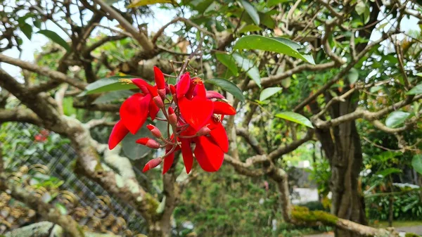 Eine Auffallend Rote Kletterpflanze Erythrina Variegata Erythrina Orientalis Dadap Merah — Stockfoto