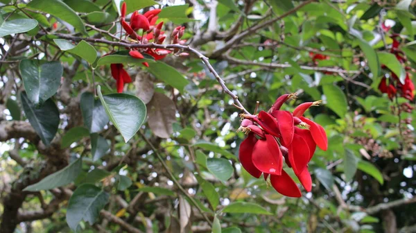 Feltűnő Piros Színmászó Gyógynövény Erythrina Variegata Erythrina Orientalis Dadap Merah — Stock Fotó