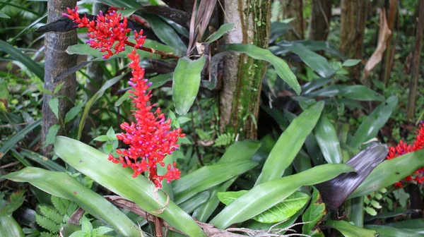 Tropische Bloem Aechmea Weilbachii Bromeliad Een Aantrekkelijke Bromeliad Met Lange — Stockfoto