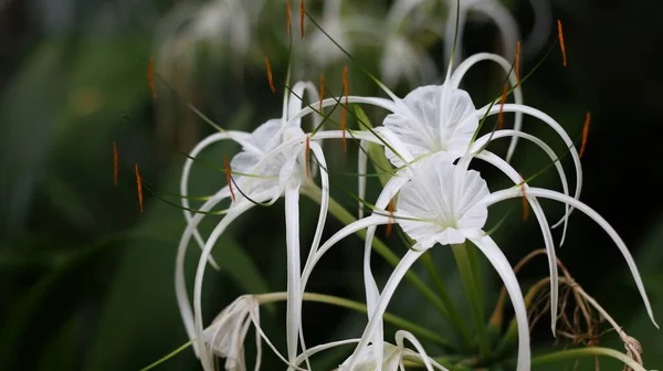 Flor Ornamental Tropical Crinum Asiaticum Vulgarmente Conhecido Como Bulbo Venenoso — Fotografia de Stock
