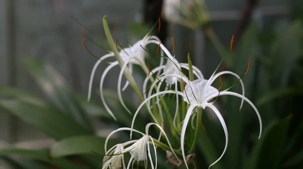 Tropical ornamental flower - Crinum asiaticum, commonly known aspoison bulb,giant crinum lily,grand crinum lily, orspider lily.