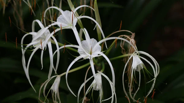 Tropical ornamental flower - Crinum asiaticum, commonly known aspoison bulb,giant crinum lily,grand crinum lily, orspider lily.