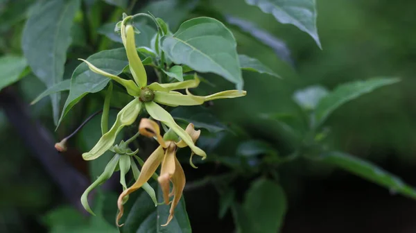 Dekoracja Zapach Kwiat Ylang Ylang Kenanga Kwitnący Ogrodzie Kwiat Zapachu — Zdjęcie stockowe