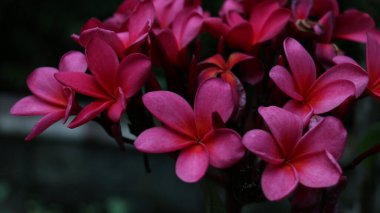 Tropikal çiçek - Tatlı egzotik koku Red Plumeria rubra diva olarak bilinen, bahçede çiçek açan.