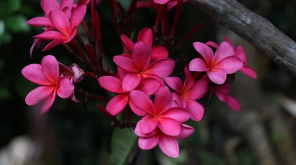 熱帯の花 甘いエキゾチックな香り赤いPlumeria Rubra Diva知られているAsfrangipani 庭に咲く — ストック写真