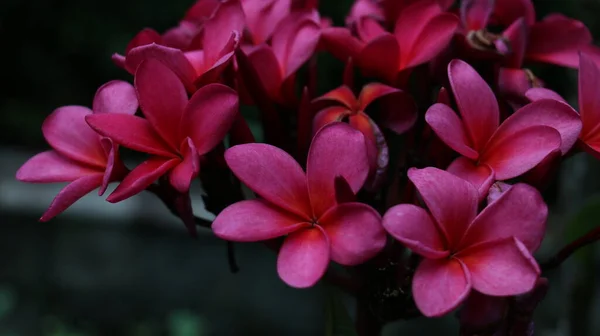 Fleur Tropicale Doux Parfum Exotique Rouge Plumeria Rubra Diva Connu — Photo