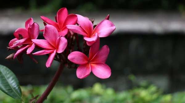 Flor Tropical Fragrância Exótica Doce Red Plumeria Rubra Diva Conhecida — Fotografia de Stock