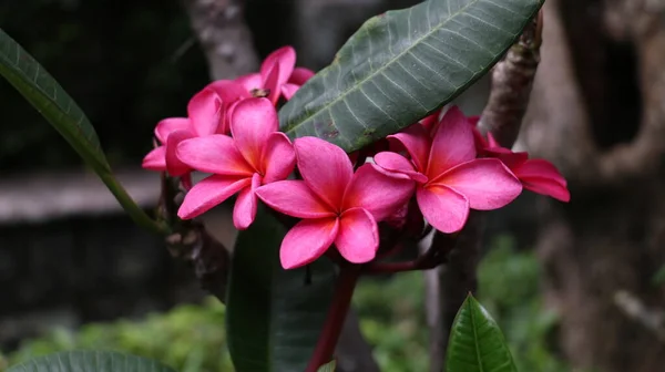 Tropische Blume Süßer Exotischer Duft Red Plumeria Rubra Diva Bekannt — Stockfoto