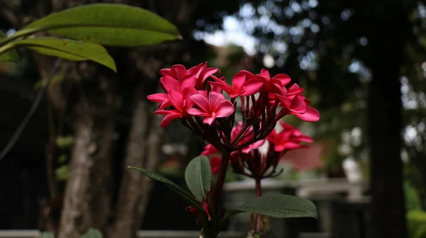 熱帯の花 甘いエキゾチックな香り赤いPlumeria Rubra Diva知られているAsfrangipani 庭に咲く — ストック写真