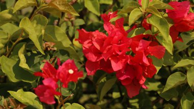 Tropik çiçek - Bougainvillea buttiana aynı zamanda bunga kertas olarak da bilinir. Göz kamaştırıcı parlak kırmızı renk.