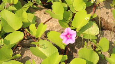 Ipomoea pes-caprae taşın üzerinde yetişiyor, plaj sabahı zaferi olarak da bilinir. Yaygın bir pantropikal sarmaşık sahillerin üst kısımlarında yetişir ve tuzlu havaya dayanır..