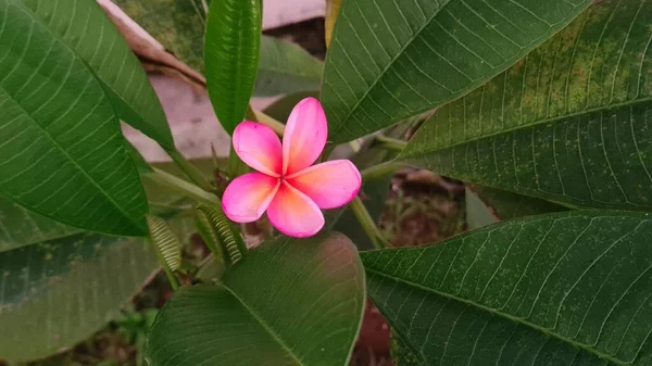 Tropikal Çiçek Tatlı Egzotik Koku Pembe Plumeria Rubra Diva Olarak — Stok fotoğraf