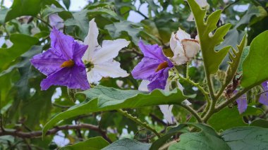 Solanum macranthum (dev yıldız patatesi ağacı) muhteşem üç renkli çiçeklerle.