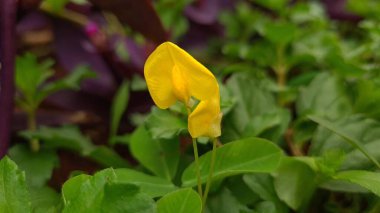 Küçük sarı çiçek, Arachis pintoi, ön bahçedeki Pinto fıstığı (Bahasa 'daki landep) olarak bilinir..