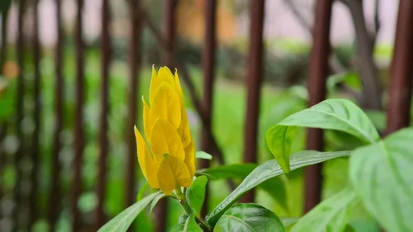 Tropisk Blomma Pachystachys Lutea Känd Som Den Gyllene Räkplantorlollipop Växt — Stockfoto