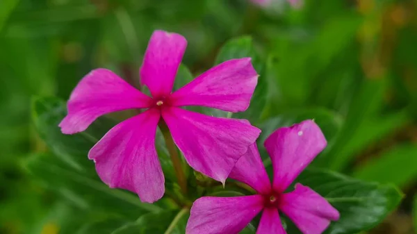 Tropical Flower Perremial Flowering Plant Catharanthus Roseus Commonly Known Bright — Stock Photo, Image