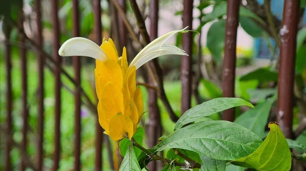 신황금 널빤지 식물로 알려진 — 스톡 사진
