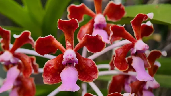 Orchidee Tropicali Esotiche Vanda Limbata — Foto Stock