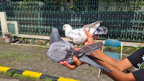 Training Racing Homer Pigeon Breed Domestic Pigeon — Stock Photo, Image