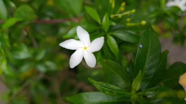 Tabernaemontana Divaricata Virágcserje Virágzik Parkban — Stock Fotó